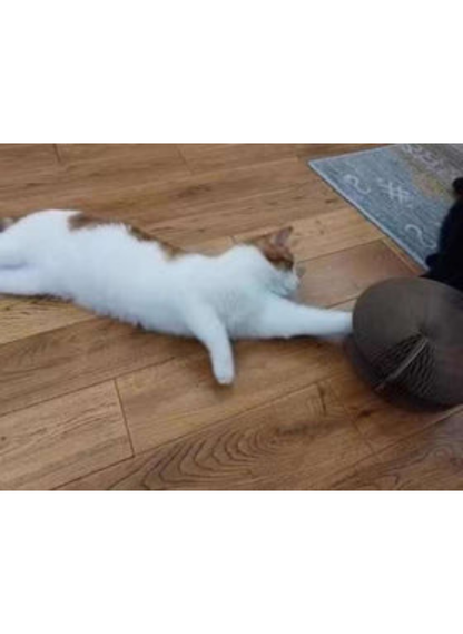 🐾 Patiboo™ Akıllı Tırmalama ve Oyun Yatağı