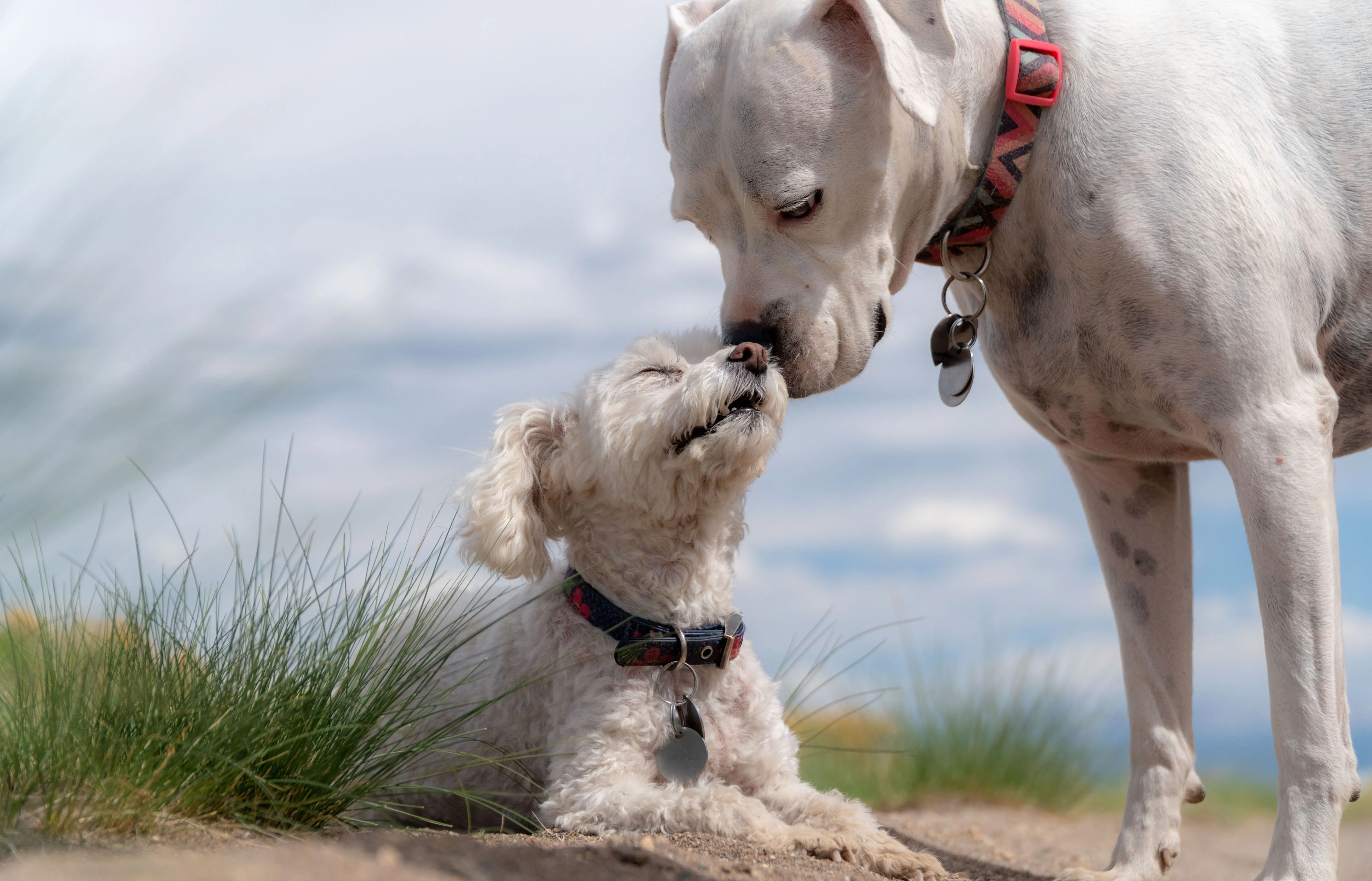 Köpeğiniz İçin Mükemmel Tıraş: Patiboo ile Tanışın!